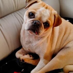 Panda pug